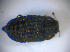  ( - BFB_Col_FK_8231)  @11 [ ] CreativeCommons - Attribution Non-Commercial Share-Alike (2015) Unspecified SNSB, Zoologische Staatssammlung Muenchen