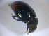  ( - BFB_Col_FK_8235)  @11 [ ] CreativeCommons - Attribution Non-Commercial Share-Alike (2015) Unspecified SNSB, Zoologische Staatssammlung Muenchen