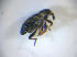  ( - BFB_Col_FK_8239)  @11 [ ] CreativeCommons - Attribution Non-Commercial Share-Alike (2015) Unspecified SNSB, Zoologische Staatssammlung Muenchen