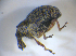  ( - BFB_Col_FK_8241)  @11 [ ] CreativeCommons - Attribution Non-Commercial Share-Alike (2015) Unspecified SNSB, Zoologische Staatssammlung Muenchen