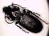  (Pterostichus panzeri - BFB_ZSM_COLA_1666)  @13 [ ] CreativeCommons - Attribution Non-Commercial Share-Alike (2015) Unspecified SNSB, Zoologische Staatssammlung Muenchen
