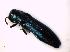  (Agrilus delphinensis - BFB_ZSM_COLA_1702)  @13 [ ] CreativeCommons - Attribution Non-Commercial Share-Alike (2015) Unspecified SNSB, Zoologische Staatssammlung Muenchen