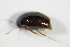  ( - BFB_Col_FK_7425)  @12 [ ] CreativeCommons - Attribution Non-Commercial Share-Alike (2015) Unspecified SNSB, Zoologische Staatssammlung Muenchen