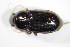  ( - BFB_Col_FK_7433)  @12 [ ] CreativeCommons - Attribution Non-Commercial Share-Alike (2015) Unspecified SNSB, Zoologische Staatssammlung Muenchen