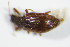  ( - BFB_Col_FK_7437)  @11 [ ] CreativeCommons - Attribution Non-Commercial Share-Alike (2015) Unspecified SNSB, Zoologische Staatssammlung Muenchen