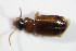  ( - BFB_Col_FK_7438)  @13 [ ] CreativeCommons - Attribution Non-Commercial Share-Alike (2015) Unspecified SNSB, Zoologische Staatssammlung Muenchen