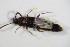  ( - BFB_Col_FK_7445)  @11 [ ] CreativeCommons - Attribution Non-Commercial Share-Alike (2015) Unspecified SNSB, Zoologische Staatssammlung Muenchen