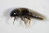  (Sepedophilus bipunctatus - BFB_Col_FK_7477)  @13 [ ] CreativeCommons - Attribution Non-Commercial Share-Alike (2015) Unspecified SNSB, Zoologische Staatssammlung Muenchen