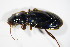  ( - BFB_Col_FK_7494)  @13 [ ] CreativeCommons - Attribution Non-Commercial Share-Alike (2015) Unspecified SNSB, Zoologische Staatssammlung Muenchen