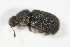  ( - BFB_Col_FK_7501)  @14 [ ] CreativeCommons - Attribution Non-Commercial Share-Alike (2015) Unspecified SNSB, Zoologische Staatssammlung Muenchen