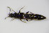  ( - BFB_Col_FK_8037)  @11 [ ] CreativeCommons - Attribution Non-Commercial Share-Alike (2015) Unspecified SNSB, Zoologische Staatssammlung Muenchen