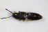  ( - BFB_Col_FK_8038)  @11 [ ] CreativeCommons - Attribution Non-Commercial Share-Alike (2015) Unspecified SNSB, Zoologische Staatssammlung Muenchen