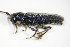  ( - BFB_Col_FK_9311)  @11 [ ] CreativeCommons - Attribution Non-Commercial Share-Alike (2015) Unspecified SNSB, Zoologische Staatssammlung Muenchen