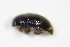  (Lamiogethes haemorrhoidalis - BFB_Col_FK_9312)  @13 [ ] CreativeCommons - Attribution Non-Commercial Share-Alike (2015) Unspecified SNSB, Zoologische Staatssammlung Muenchen