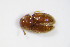  ( - BFB_Col_FK_9317)  @13 [ ] CreativeCommons - Attribution Non-Commercial Share-Alike (2015) Unspecified SNSB, Zoologische Staatssammlung Muenchen
