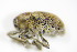  (Sibinia pellucens - BFB_Col_FK_9340)  @13 [ ] CreativeCommons - Attribution Non-Commercial Share-Alike (2015) Unspecified SNSB, Zoologische Staatssammlung Muenchen