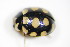  (Coccinula - BFB_Col_FK_9351)  @13 [ ] CreativeCommons - Attribution Non-Commercial Share-Alike (2015) Unspecified SNSB, Zoologische Staatssammlung Muenchen