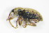  ( - BFB_Col_FK_9353)  @11 [ ] CreativeCommons - Attribution Non-Commercial Share-Alike (2015) Unspecified SNSB, Zoologische Staatssammlung Muenchen