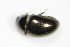  ( - BFB_Col_FK_9356)  @13 [ ] CreativeCommons - Attribution Non-Commercial Share-Alike (2015) Unspecified SNSB, Zoologische Staatssammlung Muenchen