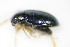  ( - BFB_Col_FK_9378)  @12 [ ] CreativeCommons - Attribution Non-Commercial Share-Alike (2015) Unspecified SNSB, Zoologische Staatssammlung Muenchen