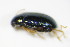  ( - BFB_Col_FK_9379)  @12 [ ] CreativeCommons - Attribution Non-Commercial Share-Alike (2015) Unspecified SNSB, Zoologische Staatssammlung Muenchen