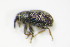  ( - BFB_Col_FK_9388)  @11 [ ] CreativeCommons - Attribution Non-Commercial Share-Alike (2015) Unspecified SNSB, Zoologische Staatssammlung Muenchen