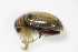  ( - BFB_Col_FK_9399)  @13 [ ] CreativeCommons - Attribution Non-Commercial Share-Alike (2015) Unspecified SNSB, Zoologische Staatssammlung Muenchen