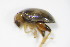  ( - BFB_Col_FK_9400)  @13 [ ] CreativeCommons - Attribution Non-Commercial Share-Alike (2015) Unspecified SNSB, Zoologische Staatssammlung Muenchen