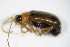  ( - BFB_Col_FK_9429)  @13 [ ] CreativeCommons - Attribution Non-Commercial Share-Alike (2015) Unspecified SNSB, Zoologische Staatssammlung Muenchen