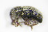  ( - BFB_Col_FK_9436)  @11 [ ] CreativeCommons - Attribution Non-Commercial Share-Alike (2015) Unspecified SNSB, Zoologische Staatssammlung Muenchen
