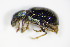  ( - BFB_Col_FK_9443)  @12 [ ] CreativeCommons - Attribution Non-Commercial Share-Alike (2015) Unspecified SNSB, Zoologische Staatssammlung Muenchen