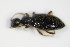  ( - BFB_Col_FK_9457)  @12 [ ] CreativeCommons - Attribution Non-Commercial Share-Alike (2015) Unspecified SNSB, Zoologische Staatssammlung Muenchen