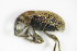  ( - BFB_Col_FK_9473)  @11 [ ] CreativeCommons - Attribution Non-Commercial Share-Alike (2015) Unspecified SNSB, Zoologische Staatssammlung Muenchen