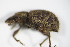  ( - BFB_Col_FK_9490)  @12 [ ] CreativeCommons - Attribution Non-Commercial Share-Alike (2015) Unspecified SNSB, Zoologische Staatssammlung Muenchen