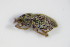  ( - BFB_Col_FK_9498)  @12 [ ] CreativeCommons - Attribution Non-Commercial Share-Alike (2015) Unspecified SNSB, Zoologische Staatssammlung Muenchen