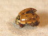  (Harmonia quadripunctata - BFB_Col_FK_9513)  @13 [ ] CreativeCommons - Attribution Non-Commercial Share-Alike (2015) Unspecified SNSB, Zoologische Staatssammlung Muenchen