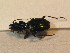  ( - BFB_Col_FK_9534)  @12 [ ] CreativeCommons - Attribution Non-Commercial Share-Alike (2015) Unspecified SNSB, Zoologische Staatssammlung Muenchen