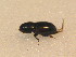  ( - BFB_Col_FK_9539)  @12 [ ] CreativeCommons - Attribution Non-Commercial Share-Alike (2015) Unspecified SNSB, Zoologische Staatssammlung Muenchen