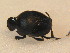  ( - BFB_Col_FK_9540)  @12 [ ] CreativeCommons - Attribution Non-Commercial Share-Alike (2015) Unspecified SNSB, Zoologische Staatssammlung Muenchen