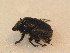  ( - BFB_Col_FK_9542)  @12 [ ] CreativeCommons - Attribution Non-Commercial Share-Alike (2015) Unspecified SNSB, Zoologische Staatssammlung Muenchen