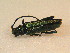  ( - BFB_Col_FK_9568)  @13 [ ] CreativeCommons - Attribution Non-Commercial Share-Alike (2015) Unspecified SNSB, Zoologische Staatssammlung Muenchen