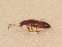  ( - BFB_Col_FK_9575)  @11 [ ] CreativeCommons - Attribution Non-Commercial Share-Alike (2015) Unspecified SNSB, Zoologische Staatssammlung Muenchen