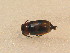  ( - BFB_Col_FK_9589)  @12 [ ] CreativeCommons - Attribution Non-Commercial Share-Alike (2015) Unspecified SNSB, Zoologische Staatssammlung Muenchen