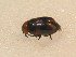  ( - BFB_Col_FK_9590)  @12 [ ] CreativeCommons - Attribution Non-Commercial Share-Alike (2015) Unspecified SNSB, Zoologische Staatssammlung Muenchen