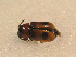  ( - BFB_Col_FK_9591)  @12 [ ] CreativeCommons - Attribution Non-Commercial Share-Alike (2015) Unspecified SNSB, Zoologische Staatssammlung Muenchen