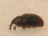  ( - BFB_Col_FK_9595)  @12 [ ] CreativeCommons - Attribution Non-Commercial Share-Alike (2015) Unspecified SNSB, Zoologische Staatssammlung Muenchen