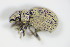  (Foucartia - BFB_Col_FK_9605)  @13 [ ] CreativeCommons - Attribution Non-Commercial Share-Alike (2015) Unspecified SNSB, Zoologische Staatssammlung Muenchen