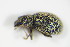  ( - BFB_Col_FK_9613)  @12 [ ] CreativeCommons - Attribution Non-Commercial Share-Alike (2015) Unspecified SNSB, Zoologische Staatssammlung Muenchen