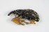  (Kalcapion - BFB_Col_FK_9620)  @14 [ ] CreativeCommons - Attribution Non-Commercial Share-Alike (2015) Unspecified SNSB, Zoologische Staatssammlung Muenchen