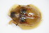  ( - BFB_Col_FK_9621)  @12 [ ] CreativeCommons - Attribution Non-Commercial Share-Alike (2015) Unspecified SNSB, Zoologische Staatssammlung Muenchen